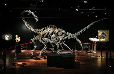 TOPSHOT - The skeletons two Jurassic age (161-145 million years) dinosaurs, a Diplodocus (back) and an Allosaurus (front) are displayed on April 6, 2018, before being auctioned on April 11 at the Drouot auction house in Paris. / AFP PHOTO / STEPHANE DE SAKUTIN        (Photo credit should read STEPHANE DE SAKUTIN/AFP via Getty Images)