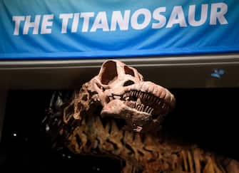 The Titanosaur, the largest dinosaur ever displayed at the American Museum of Natural History, is unveiled at a news conference January 14, 2016 in New York. The dinosaur was discovered in 2014, in Argentinas Patagonia region. / AFP / DON EMMERT        (Photo credit should read DON EMMERT/AFP via Getty Images)