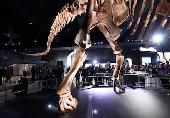The Titanosaur, the largest dinosaur ever displayed at the American Museum of Natural History, is unveiled at a news conference January 14, 2016 in New York. The dinosaur was discovered in 2014, in Argentinas Patagonia region. / AFP / DON EMMERT        (Photo credit should read DON EMMERT/AFP via Getty Images)