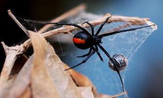 SYDNEY, NSW - JANUARY 23:  A Redback Spider is pictured at the Australian Reptile Park January 23, 2006 in Sydney, Australia. The Redback, probably Australia's best-known deadly spider is found all over Australia and is a close relative of the Black Widow Spider from the U.S. Only the female Redback is considered dangerous, with their venom containing neurotoxins, which works very slowly. Fatalities, even from untreated bites, are rare. Australia is home to some of the most deadly and poisonous animals on earth.  (Photo by Ian Waldie/Getty Images)