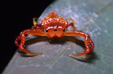 Common triangular spider, Arkys lancearius, Australia (Photo by: Auscape/Universal Images Group via Getty Images)