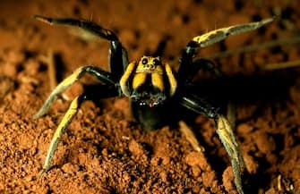 A wolf spider, Lycosa storrii, showing two large median eyes, in daylight, New South Wales, Australia (Photo by: Auscape/Universal Images Group via Getty Images)