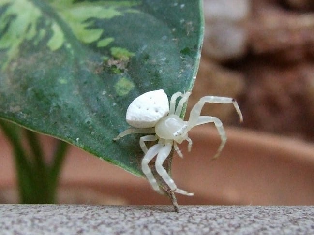 Ragni australiani, piccoli e velenosi o giganti e innocui quali sono e