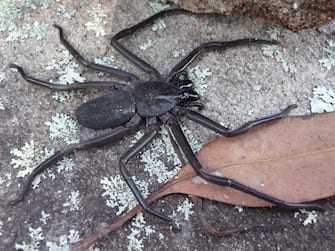 Australian spiders, small and venomous or giant and harmless: that’s what they are.  PHOTO