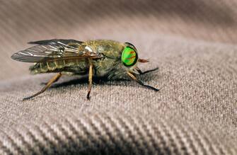 Diptera, Tabanidae. Diptera, Tabanidae. (Photo by Patrick LORNE/Gamma-Rapho via Getty Images)