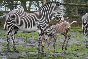 Ecco perché le zebre hanno le strisce: l’ultima teoria
