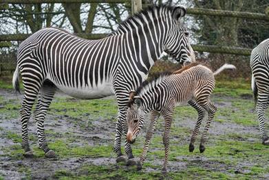 Ecco perché le zebre hanno le strisce: l’ultima teoria