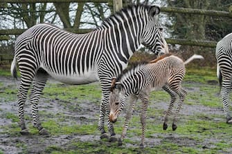 Newborn Grevy's zebra Lola, who was born during the early hours of March 17 to 12-year-old mum, Akuna, at West Midland Safari Park, Bewdley, Worcestershire. The Park's Grevy's zebra are listed as 'endangered' by the IUCN (International Union for the Conservation of Nature) and are part of a collaborative European breeding programme, that aims to conserve endangered species. Picture date: Wednesday March 29, 2023. (Photo by Jacob King/PA Images via Getty Images)