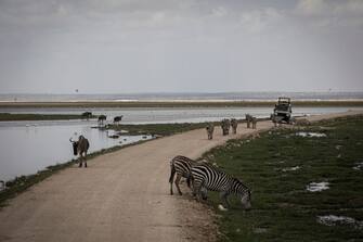 AMBOSELI, KENYA - DECEMBER 18: A tourist vehicle drives down a track as zebra and wildebeest gather at swamp after recent rains in Amboseli National Park on December 18, 2022 in Amboseli, Kenya. While rain has come to some parts of Amboseli National Park and the surrounding area, much of the land remains dry and wild animals have gathered in newly green areas. More than one thousand animals, including zebras and elephants, have died due to a years-long drought on wildlife in Kenya. The full effects, including the humanitarian impact, of the drought are yet to be evaluated. (Photo by Ed Ram/Getty Images)