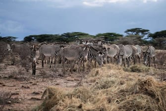 A herd of Grevy's Zebras, the worlds rarest species that only exists in the northern part of Kenya, and Ethiopia, eat hay distributed twice a day by the Grevys Zebra Trust, due to the on-going drought in Buffalo Springs National Reserve, Isiolo county, on November 4, 2022.Â  - The intense drought in the region has brought a high number of casualties among the Grevy zebras as the local NGO Grevys Zebra Trust reports fifty-eight deaths out of a population of about 2800 in Kenya since June. (Photo by Fredrik LERNERYD / AFP) (Photo by FREDRIK LERNERYD/AFP via Getty Images)