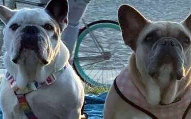 Lady Gaga, ritrovati i cani rapiti