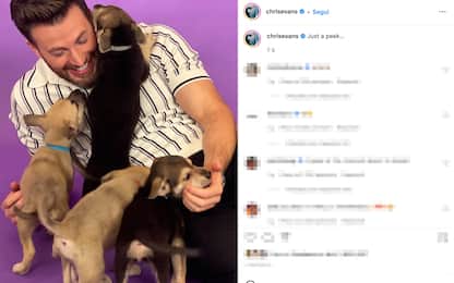 Chris Evans, lo scatto virale con i cuccioli su Instagram