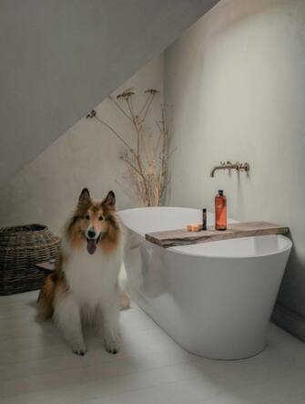 Dogs advertise luxury products Dogs advertise luxury products