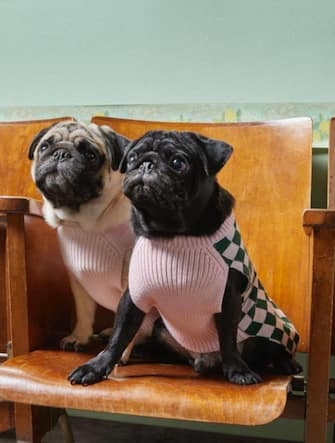 Dogs advertise luxury products Dogs advertise luxury products