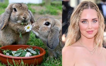 Chiara Ferragni e pellicce, due conigli della PETA per sensibilizzarla