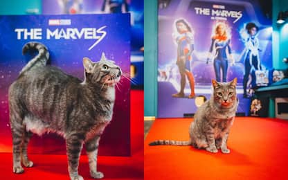 The Marvels, Milano dà il benvenuto al cinecomic coi gatti