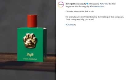 Fefé, il primo profumo per cani di Dolce e Gabbana