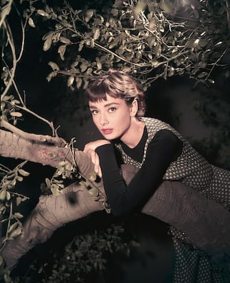Actress Audrey Hepburn Leaning on Tree