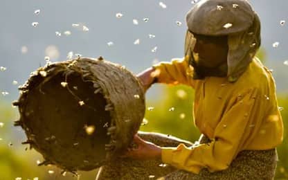 "Honeyland", il regno delle api in un film candidato agli Oscar 2020