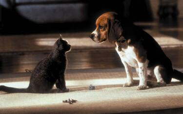 Covid, studi: cani e gatti possono essere contagiati dai padroni
