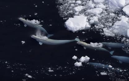 I segreti delle balene: il trailer del docu di National Geographic