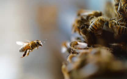 Formello, anziano apre il contatore e viene aggredito da 60mila api