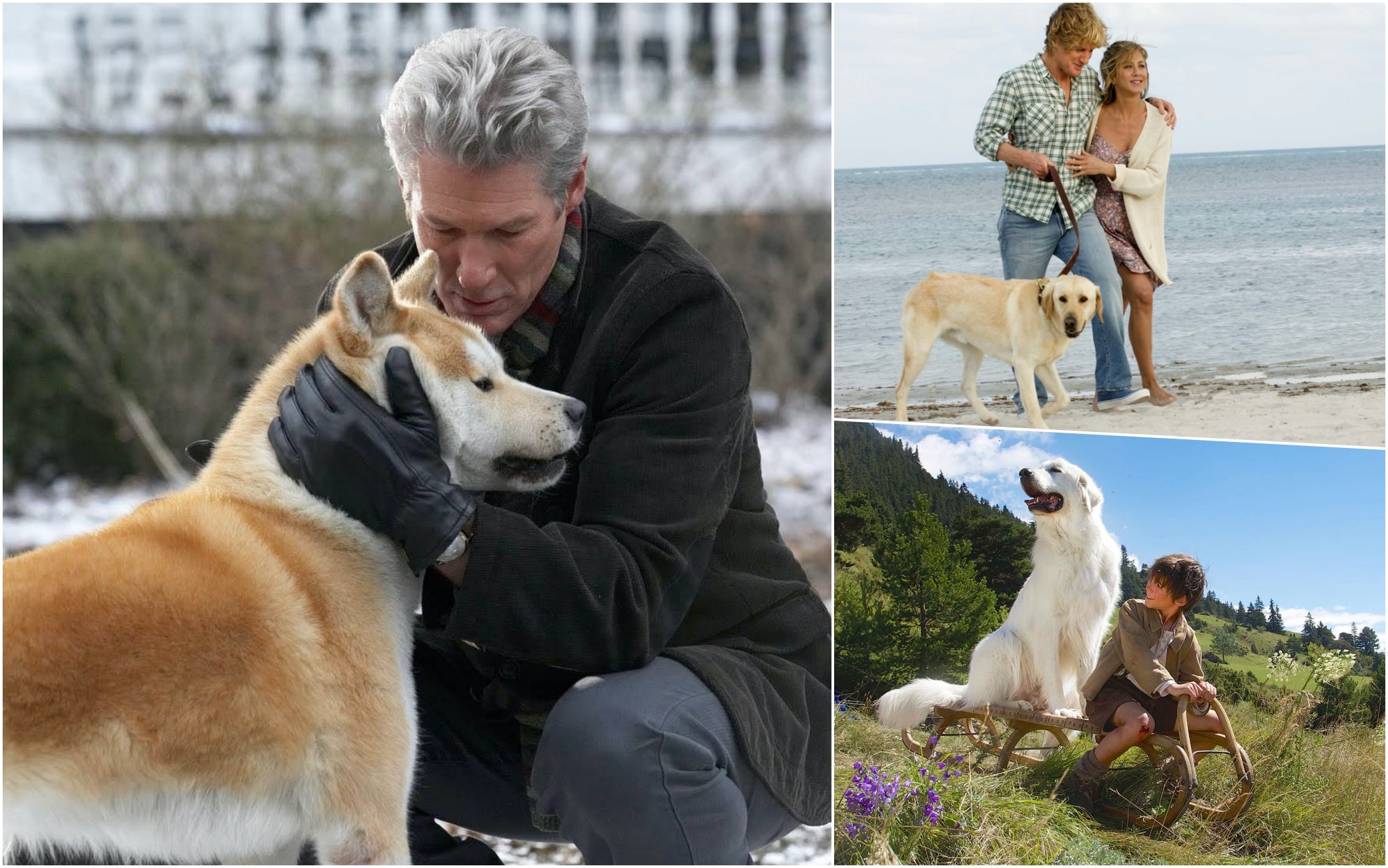 Giornata Mondiale Del Cane Da Hachiko A Belle Sebastien I Film Con Il Miglior Amico Dell Uomo Sky Tg24