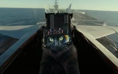 Top Gun with a Cat, cosa sapere sulla versione felina di Top Gun