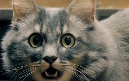 Catnado, il trailer del film con tornado di gatti