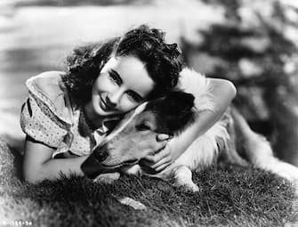 (Original Caption) Actress Elizabeth Taylor as "Kathie Merrick" in a scene from the 1946 movie "The Courage of Lassie." undated photo circa 1940s. (Photo by George Rinhart/Corbis via Getty Images)