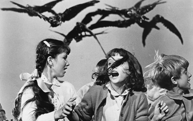 Gli Uccelli Di Hitchcock Perché Attaccano Gli Uomini 'Gli Uccelli' compie 60 anni, le cose da sapere sul capolavoro di