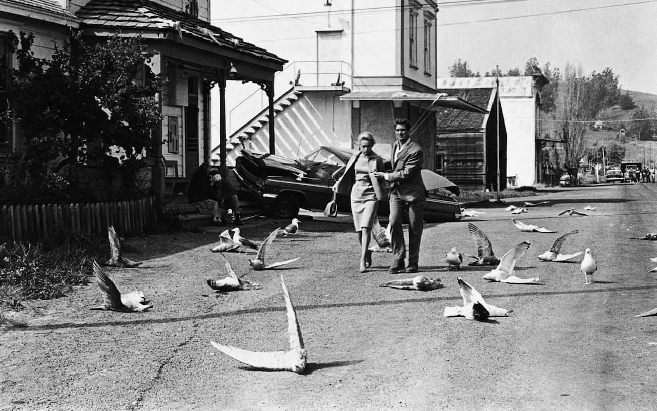 Gli Uccelli Di Hitchcock Perché Attaccano Gli Uomini 'Gli Uccelli' compie 60 anni, le cose da sapere sul capolavoro di
