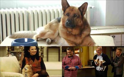 Giornata mondiale del cane, i cuccioli più famosi delle serie tv