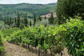 623572450 GREVE IN CHIANTI, ITALY - JULY 29: Villa Vignamaggio, a Renaissance Villa and vineyard in the Chianti Classico region of Tuscany and reputed to be the birthplace of Mona Lisa, on July 29, 2011 near Greve in Chianti, Italy. Florence is the capital city of the Tuscany region. (Photo by Jim Dyson/Getty Images)