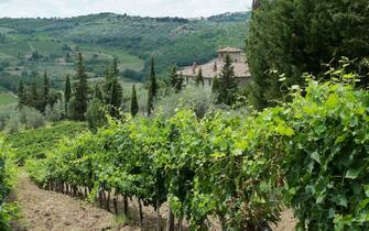 623572450 GREVE IN CHIANTI, ITALY - JULY 29: Villa Vignamaggio, a Renaissance Villa and vineyard in the Chianti Classico region of Tuscany and reputed to be the birthplace of Mona Lisa, on July 29, 2011 near Greve in Chianti, Italy. Florence is the capital city of the Tuscany region. (Photo by Jim Dyson/Getty Images)