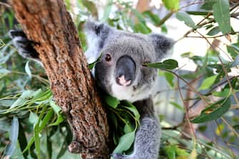 1298191128 PORT MACQUARIE, AUSTRALIA - DECEMBER 2: 'Myrtle' the koala is seen at Port Macquarie Koala Hospital as staff are hoping she is pregnant after mating 6 weeks ago, on December 2, 2020 in Port Macquarie, Australia. Port Macquarie Koala Hospital is hoping to breed koalas to release into the wild to help rebuild koala populations devastated by the Black Summer bushfires across NSW. The hospital is working with Taronga Conservation Society Australia, the Australian Museum and University of Sydney on the program. (Photo by Nathan Edwards/Getty Images)