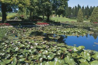 UNSPECIFIED - JUNE 06:  Water Lilies in a pond, Sigurta Gardens, Valeggio Sul Mincio, Province Of Verona, Veneto, Italy (Nymphaea)  (Photo by DEA / S.MONTANARI/De Agostini via Getty Images)