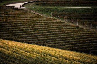 1052445472 TOPSHOT - A cyclist rides on a road crossing fields of Nebbiolo grapes, which are used to make Barolo wine, during the harvest in the Langhe countryside in Barolo, near Alba, northwestern Italy on October 18, 2018. (Photo by MARCO BERTORELLO / AFP) (Photo credit should read MARCO BERTORELLO/AFP via Getty Images)
