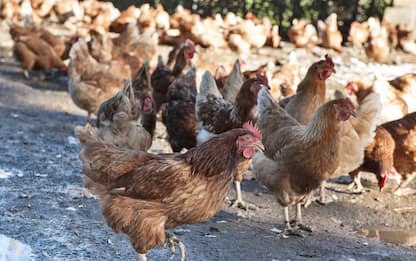 Tar del Veneto: "Niente galli nel pollaio, disturbano i vicini"
