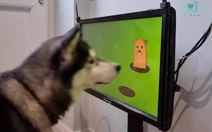 Joipaw, la prima console per videogiochi dedicata ai cani