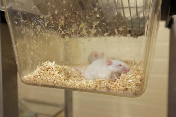 Science, Please: animal testing, the difficult choice