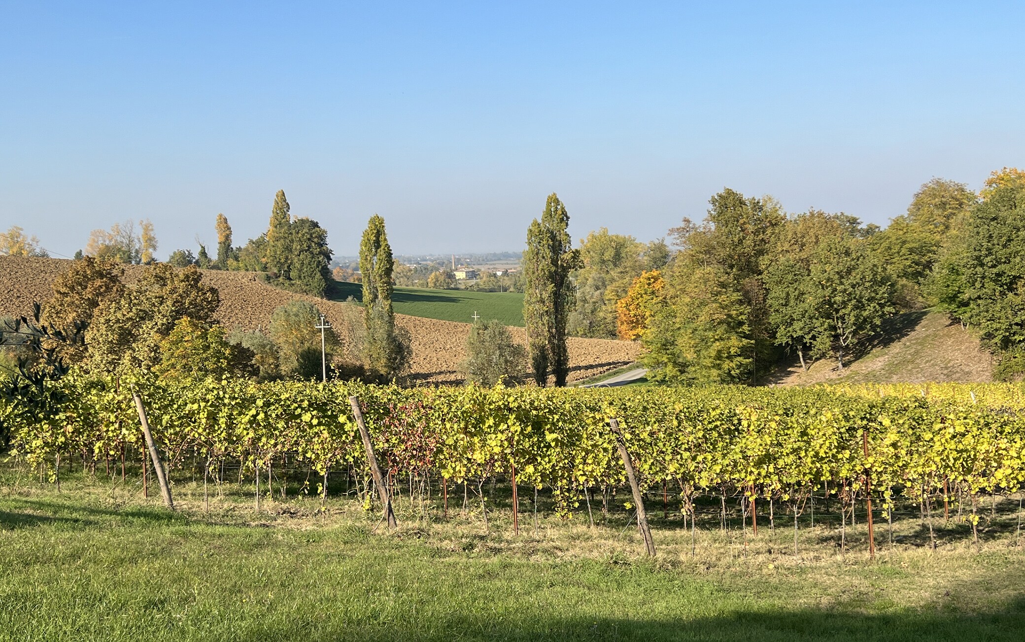 Parte da vinha de Marcello Ceci em Langhirano, Parma