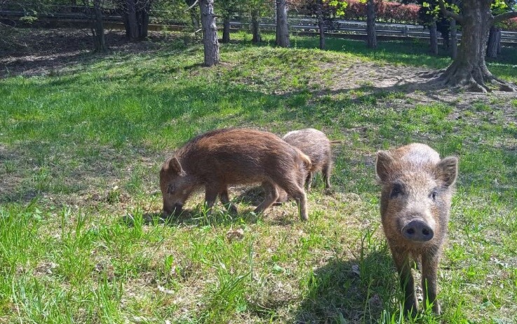 Un'immagine dei cuccioli tratta dalla pagina Parco di San Vito Torino Un'immagine dei cuccioli tratta dalla pagina Parco di San Vito Torino