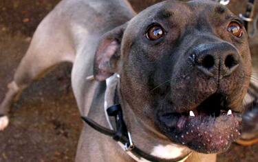 Pitbull azzanna i padroni: gravi marito e moglie nel Torinese