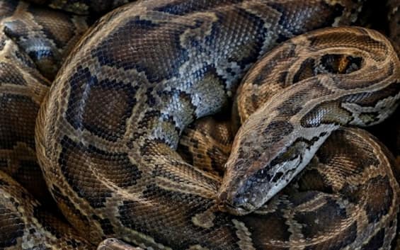 Indonesia, they find the body of a missing woman inside a python of almost 7 meters