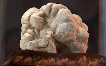 Asta mondiale Tartufo Bianco d’Alba, tartufo venduto a 103mila euro