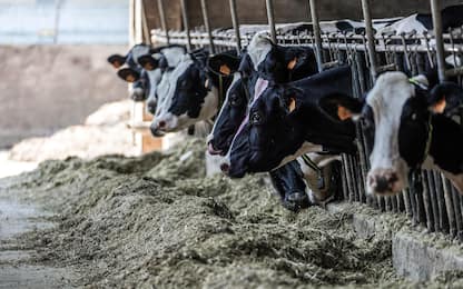 Mucche morte per il sorgo, 2 nuovi casi in Piemonte: morti 10 animali