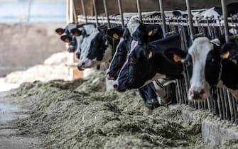 Le mucche dell'azienda agricoltura di Danilo Rossetto, di Chivasso, in provincia di Torino, 20 giugno 2022 ANSA/JESSICA PASQUALON