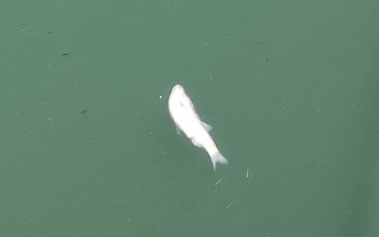 Chivasso, moria di pesci al Parco dei Sabbioni: intervento dell'Arpa