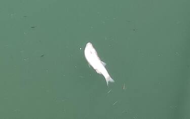 Alcuni degli esemplari di pesci morti affiorati nella darsena e nel canale navigabile del Tevere a Fiumicino, 12 luglio 2022.ANSA/TELENEWS